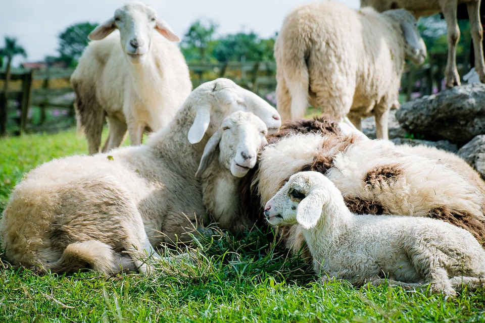 眠れないときに羊を数えるのはなぜ ぷち教養主義
