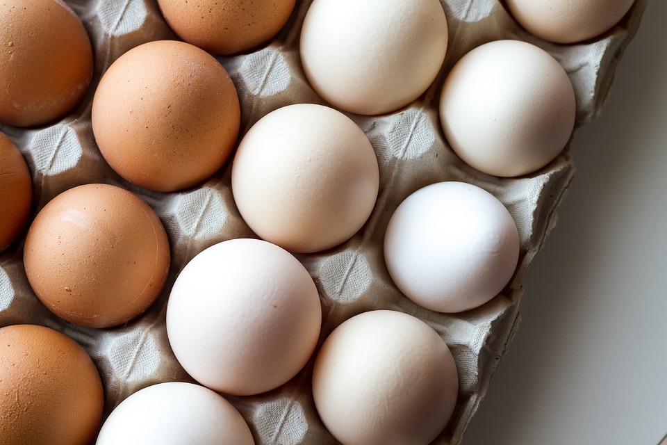 鶏の卵の色 赤玉と白玉の違いは何か？