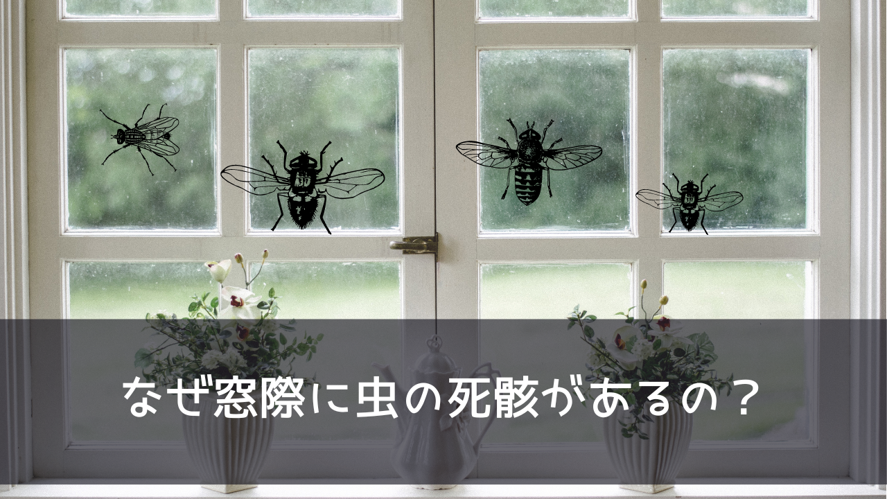なぜ窓際に虫の死骸があるの？窓際のサッシで大量に死んでいる小さい虫の正体は？コバエ？虫の死骸が発生しないための対策と掃除方法！